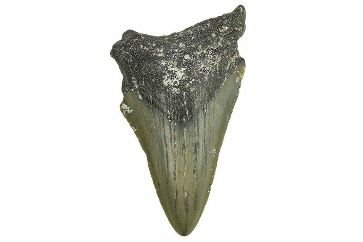 Bargain, Fossil Megalodon Tooth - Serrated Blade #295405